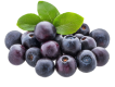 Fresh blueberries for export