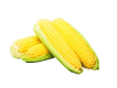 Fresh sweet corn cobs ready for export by JPImpex